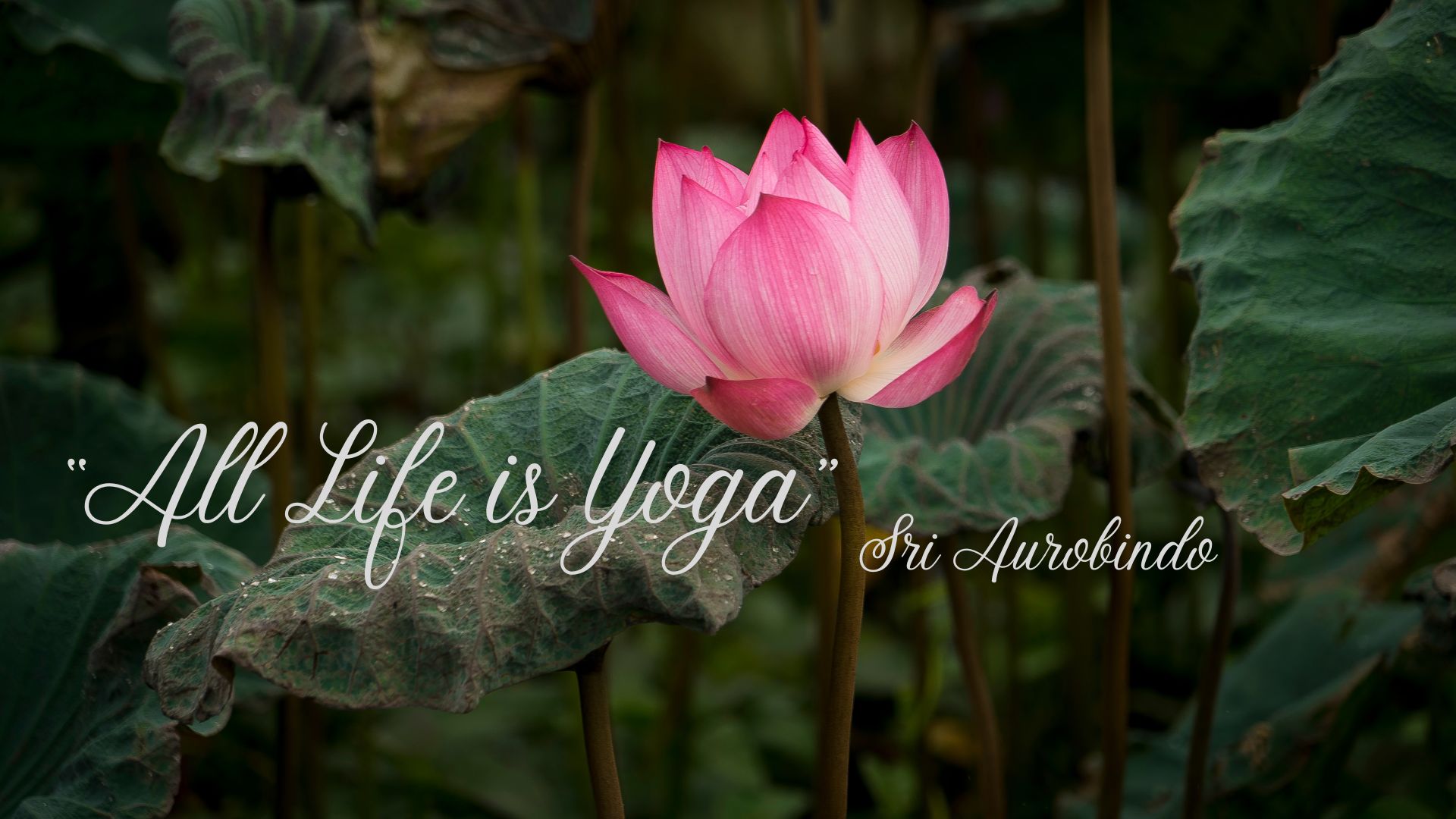 This World Yoga Day : Learn What is Yoga and How to Practise ?